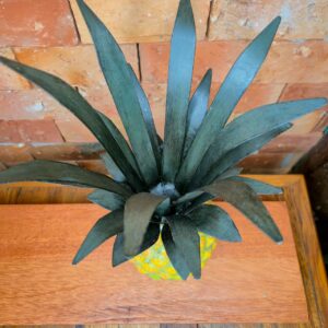 Abacaxi com Coroa de Ferro - Imagem 5