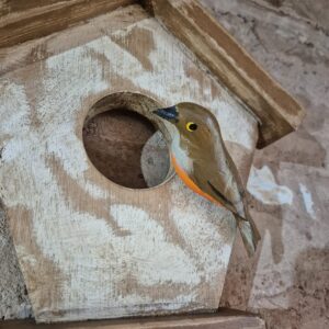 Quadro Casa de Pássaro com Gancheira - Marrom - Imagem 3