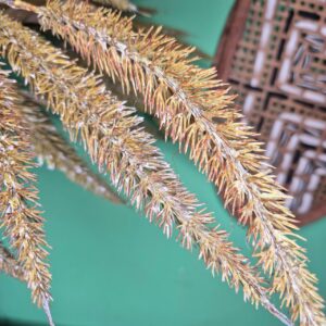 Galho de Pluma - Imagem 4