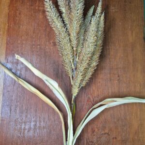 Galho de Pluma - Imagem 3