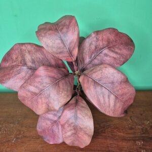 Galho de Magnólias - Imagem 3