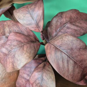 Galho de Magnólias - Imagem 4