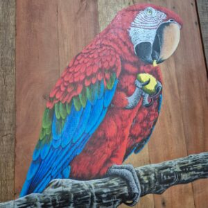 Quadro Arara Vermelha - Imagem 3