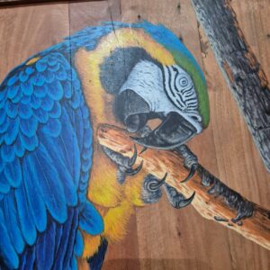 Quadro Arara Canindé Azul - Imagem 4
