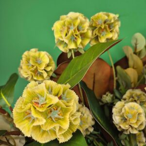 Composição Vaso com Arranjo de Flores - Scabiosa - Imagem 6