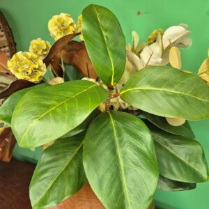 Composição Vaso com Arranjo de Flores - Scabiosa - Imagem 7