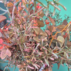 Composição Vaso com Arranjo de Flores - Eucalipto Outonado - Imagem 5