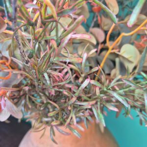 Composição Vaso com Arranjo de Flores - Eucalipto Outonado - Imagem 3