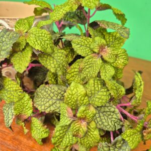 Composição Vaso Arabesco Flor com Arranjo - Hortelã Escuro - Imagem 4