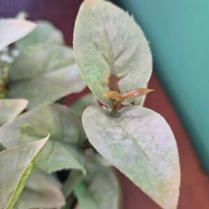 Vaso Pedrinha com Arranjo Folhagem - Imagem 4