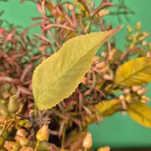 Vaso com Arranjo Alecrim e Broto de Flor - Imagem 5