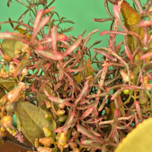 Vaso com Arranjo Alecrim e Broto de Flor - Imagem 4