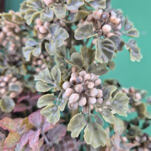 Vaso com Arranjo Folhagem com Sementinha - Imagem 5