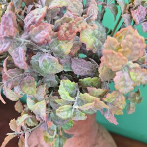 Vaso com Arranjo Folhagem com Sementinha - Imagem 4