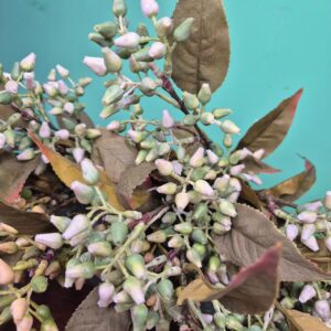 Ramo Broto de Flor com Folhagens - Imagem 3