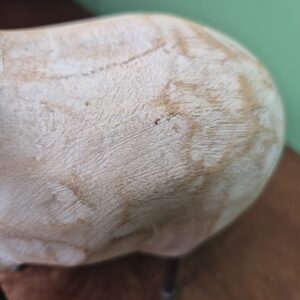 Filhote Ovelha em Pé - Imagem 3